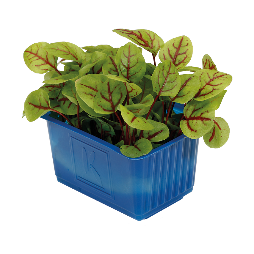 Kırmızı Kuzu Kulağı Filizi